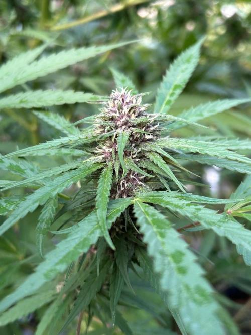 Strawberry Cola Sherbet. Week 6