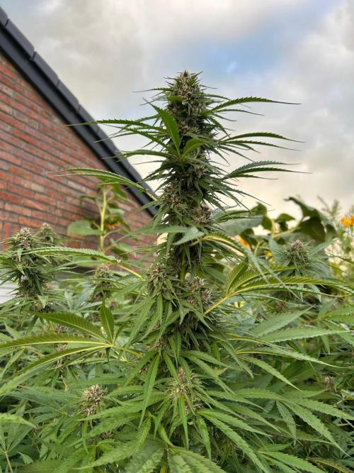 Strawberry Cola Sherbet. Week 6