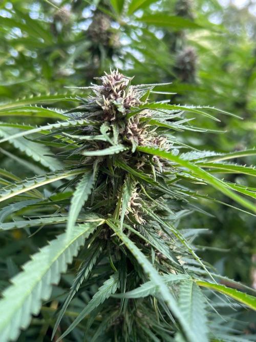 Strawberry Cola Sherbet. Week 6