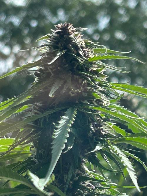 Strawberry Cola Sherbet. Week 6