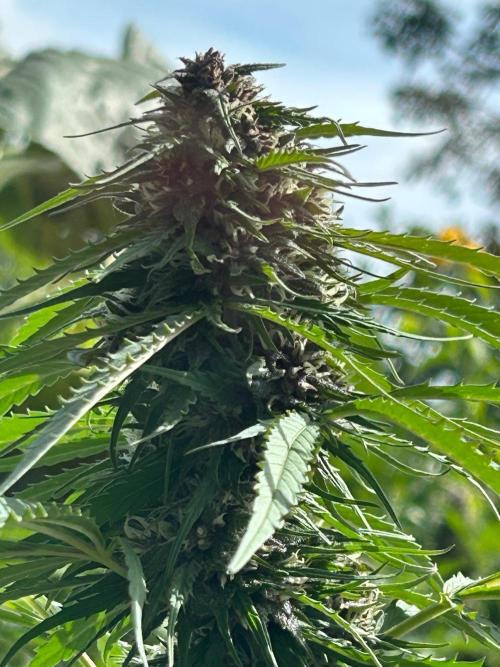 Strawberry Cola Sherbet. Week 6
