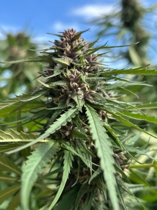Strawberry Cola Sherbet. Week 6