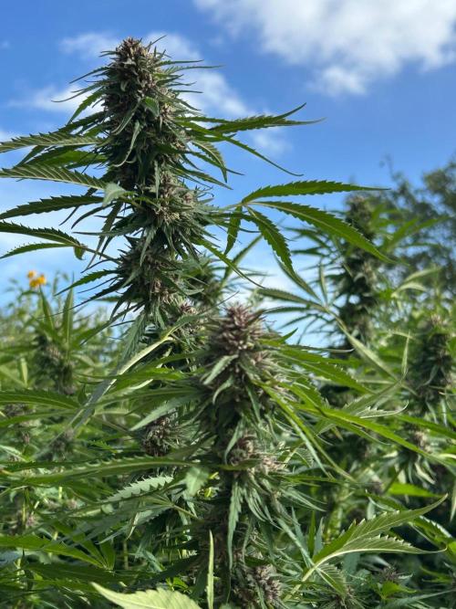 Strawberry Cola Sherbet. Week 6