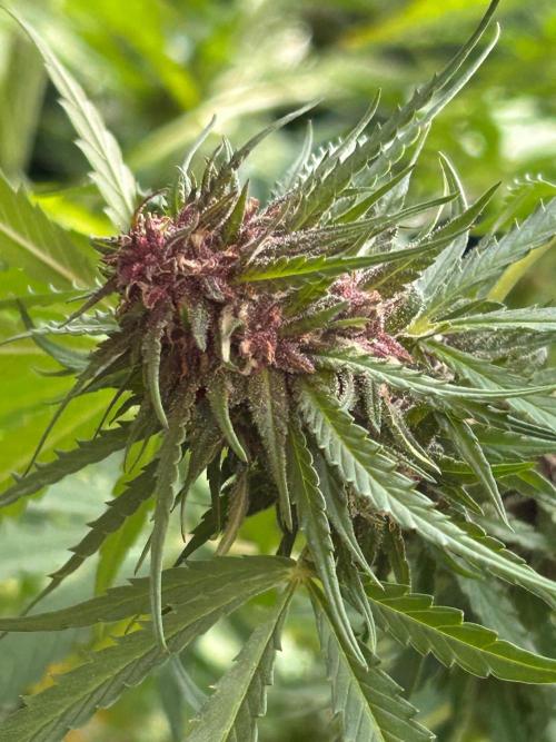 Strawberry Cola Sherbet. Week 6