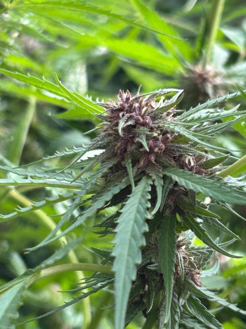Strawberry Cola Sherbet. Week 6