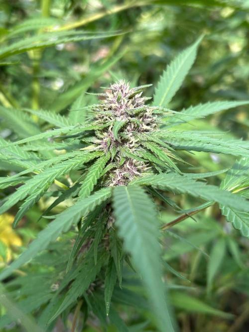Strawberry Cola Sherbet. Week 6