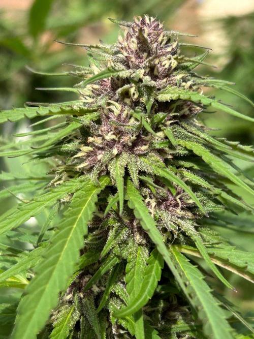 Strawberry Cola Sherbet. Week 6