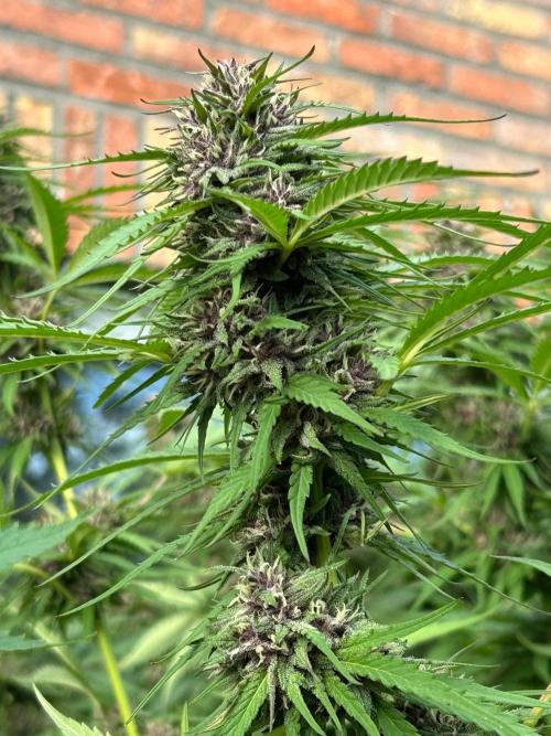 Strawberry Cola Sherbet. Week 6