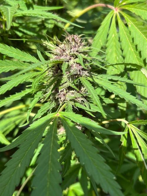 Strawberry Cola Sherbet. Week 6