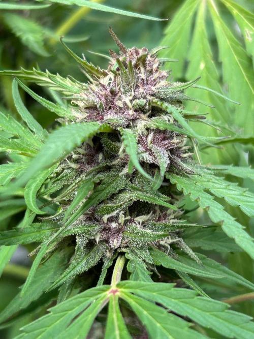 Strawberry Cola Sherbet. Week 6
