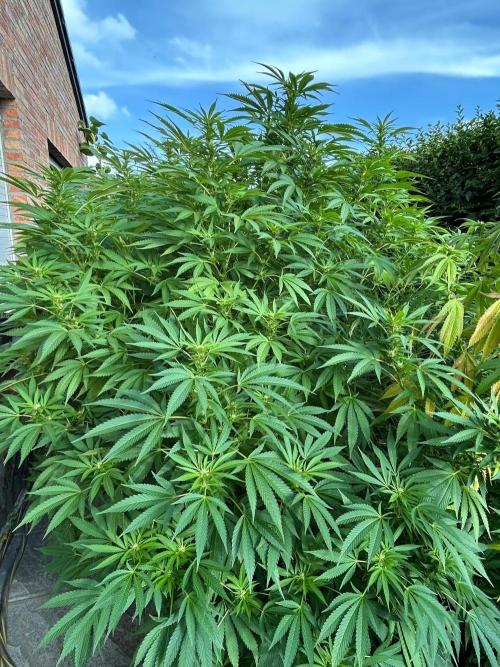 Jamaican Pearl. Week 3