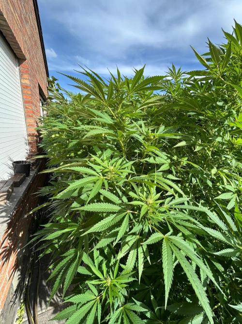 Jamaican Pearl. Week 3