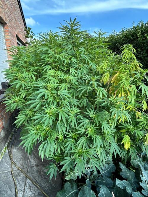 Jamaican Pearl. Week 3