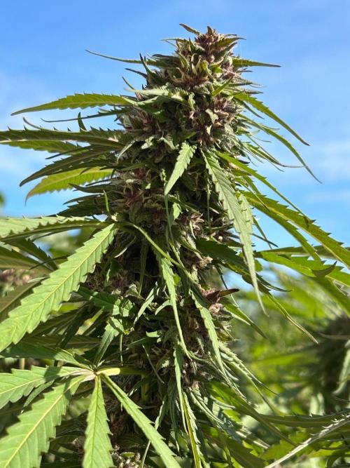 Strawberry Cola Sherbet. Week 7