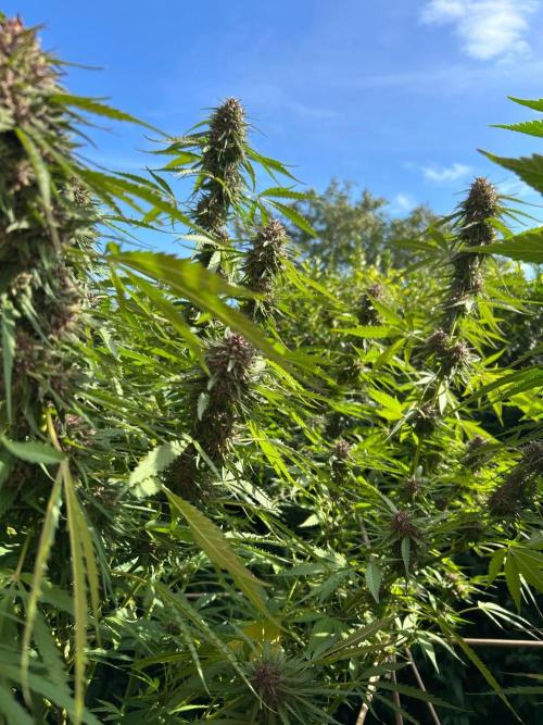 Strawberry Cola Sherbet. Week 7