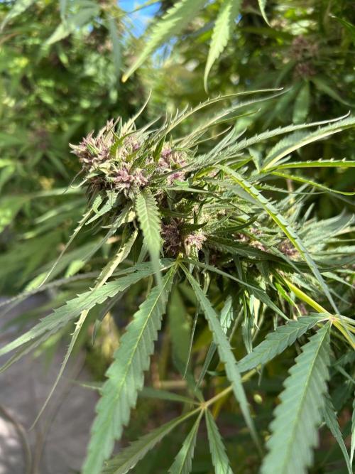 Strawberry Cola Sherbet. Week 7