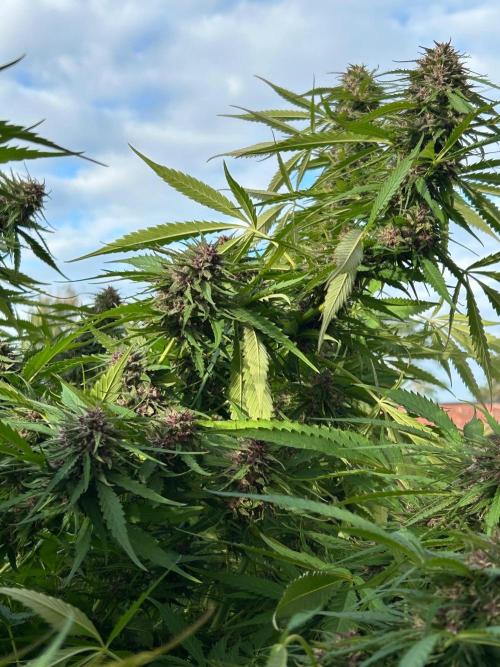 Strawberry Cola Sherbet. Week 7
