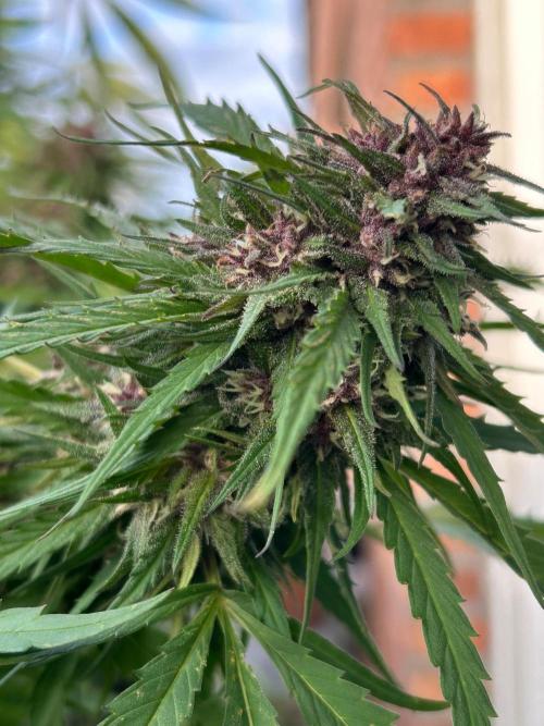 Strawberry Cola Sherbet. Week 7