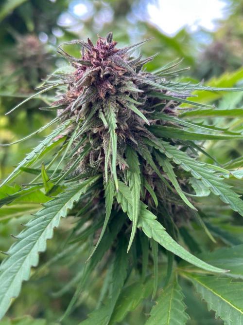 Strawberry Cola Sherbet. Week 7