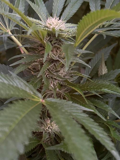 Jamaican Pearl. Week 4