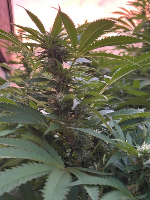 Jamaican Pearl. Week 4