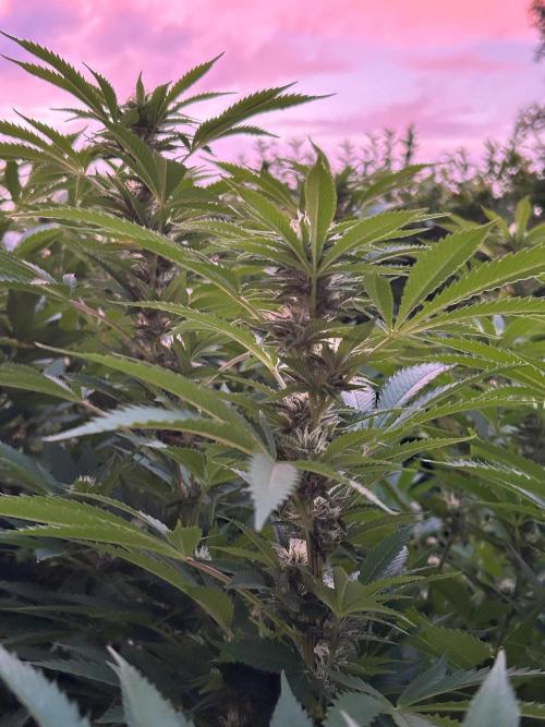 Jamaican Pearl. Week 4