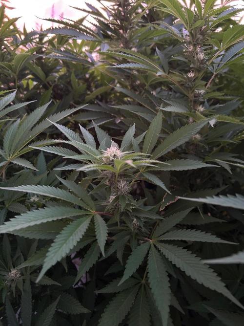 Jamaican Pearl. Week 4