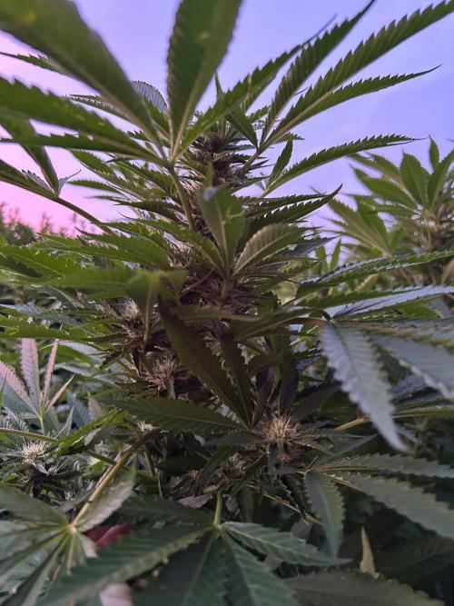 Jamaican Pearl. Week 4