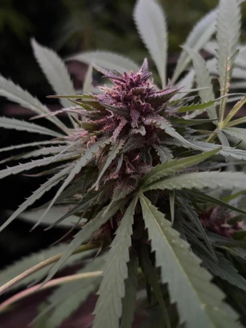Strawberry Cola Sherbet. Week 7