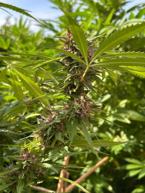 Strawberry Cola Sherbet. Week 7