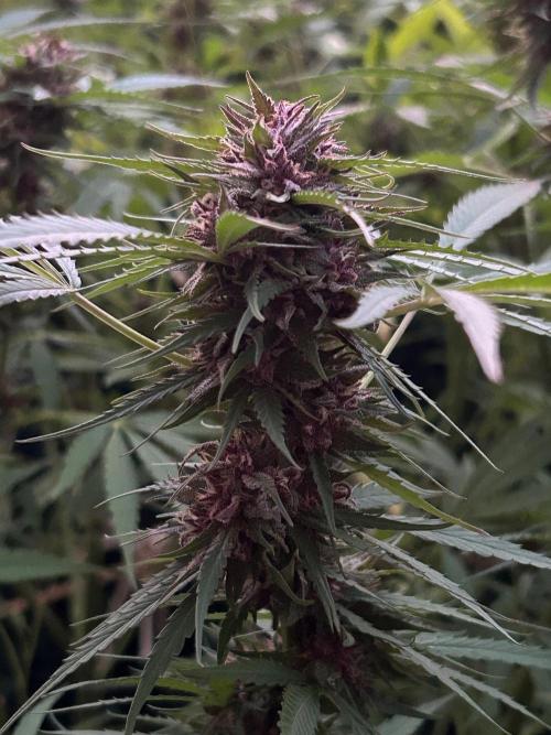 Strawberry Cola Sherbet. Week 7