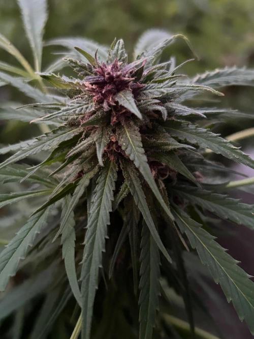 Strawberry Cola Sherbet. Week 7