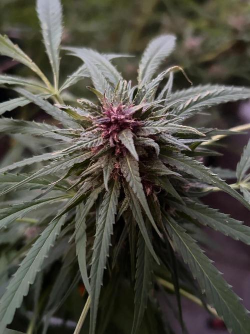 Strawberry Cola Sherbet. Week 7