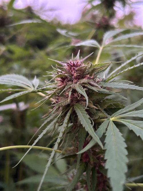 Strawberry Cola Sherbet. Week 7