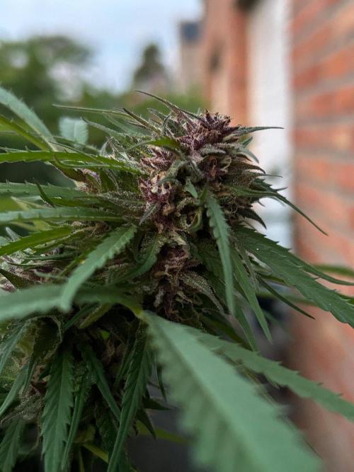 Strawberry Cola Sherbet. Week 7