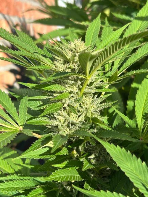 Jamaican Pearl. Week 5