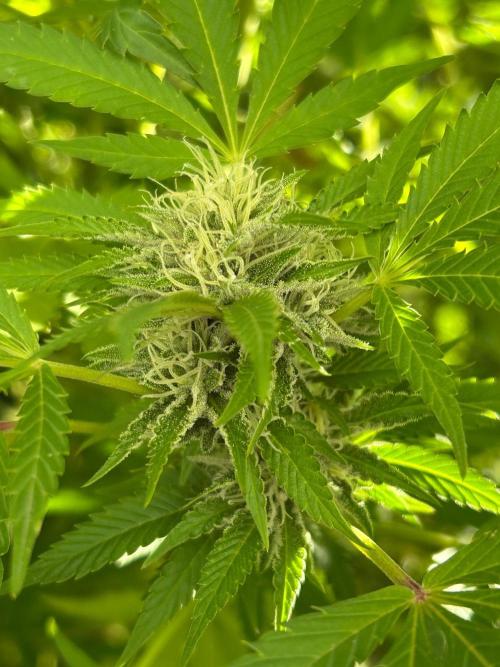 Jamaican Pearl. Week 5
