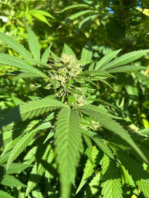 Jamaican Pearl. Week 5