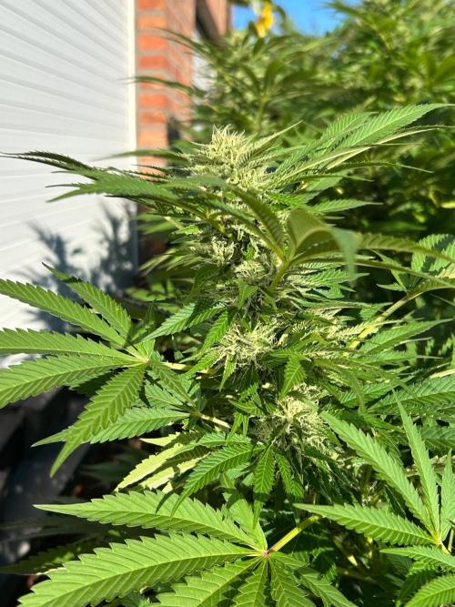 Jamaican Pearl. Week 5