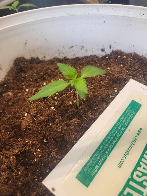 Rookie Grow 😁. Week 1