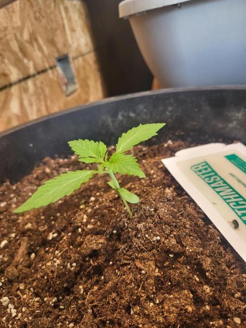 Rookie Grow 😁. Week 1