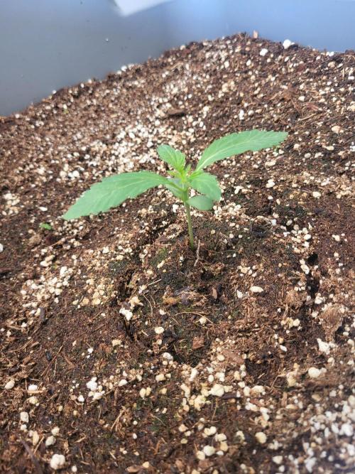 Rookie Grow 😁. Week 1