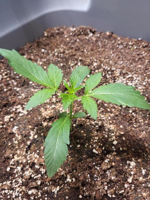Rookie Grow 😁. Week 2