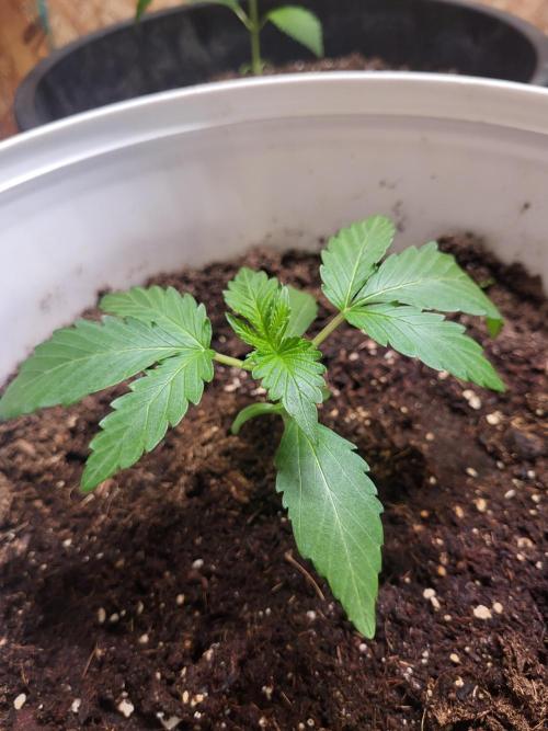 Rookie Grow 😁. Week 2