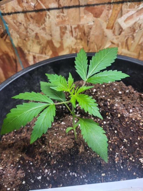 Rookie Grow 😁. Week 2