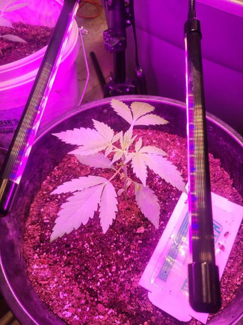 Rookie Grow 😁. Week 3