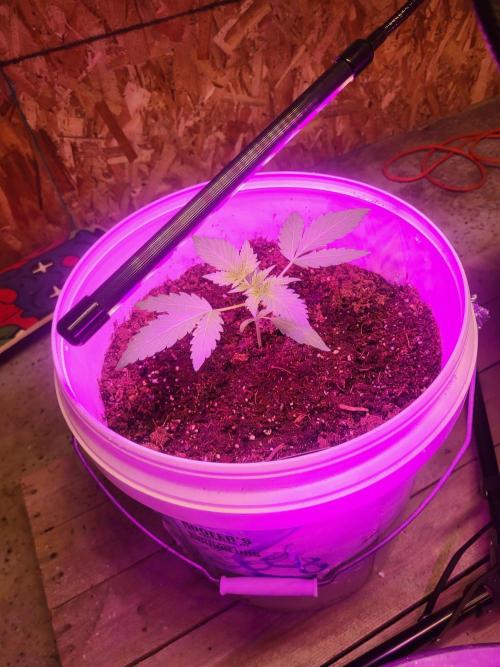 Rookie Grow 😁. Week 3