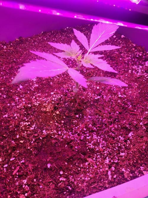 Rookie Grow 😁. Week 3