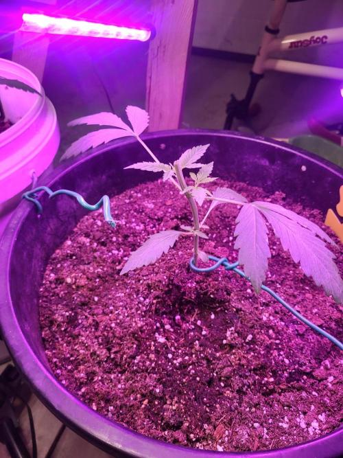 Rookie Grow 😁. Week 4 - LST turned accidental topping