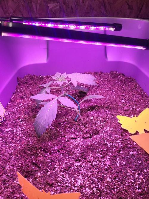 Rookie Grow 😁. Week 4 - Started LST